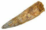 Fossil Spinosaurus Tooth - Real Dinosaur Tooth #344559-1